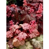 Heuchera 'Vienna'