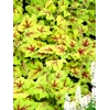 Heucherella 'Stoplight'