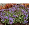 Pulmonaria 'Silver Shimmers'