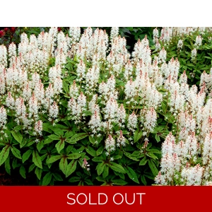 Tiarella 'Iron Butterfly'