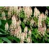 Tiarella 'Iron Butterfly'
