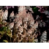 Tiarella 'Mystic Mist'