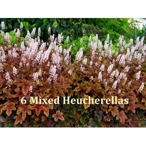 6 Heucherellas