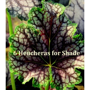 6 Heucheras for Shade