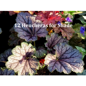 12 Heucheras for shade