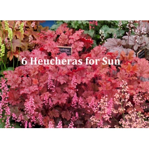 6 Heucheras for Sun
