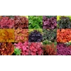 12 Heucheras for Sun