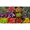 12 Heucheras /Heucherellas