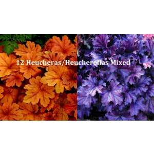 12 Heucheras /Heucherellas