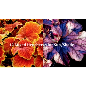 12 Heucheras for Sun/Shade
