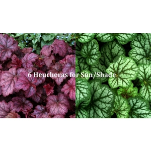 6 Heucheras for Sun/Shade