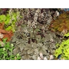 Heucherella 'Gunsmoke'