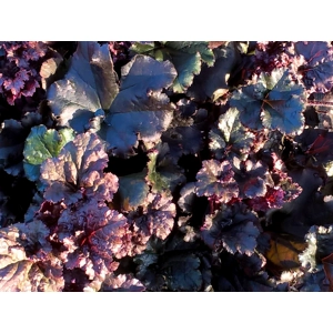 Heuchera 'Dark Secret'