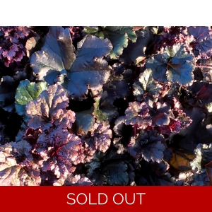 Heuchera 'Dark Secret'