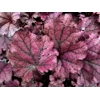 Heuchera 'Forever Purple'