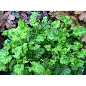 Heuchera 'Pilley Pink' Heucheraholics series