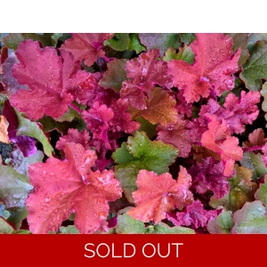 Heuchera 'Sunrise'
