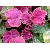 Heuchera 'Tiramisu'