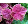Heuchera 'Tiramisu'