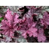 Heuchera 'Magic Flute'