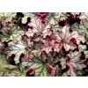 Heuchera 'Magic Flute'