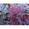 Heuchera 'Magic Flute'