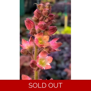 Heuchera 'Magic Wand'