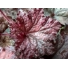 Heuchera 'Hocus Pocus'