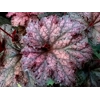 Heuchera 'Hocus Pocus'