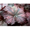Heuchera 'Hocus Pocus'