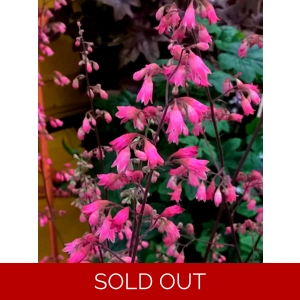 Heuchera 'Winter Red'