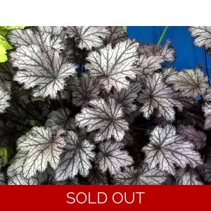 Heuchera 'Silver Gilt' Heucheraholics Series