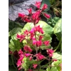 Heuchera 'Helen Dillon'
