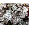 Heuchera 'Magic Flute'
