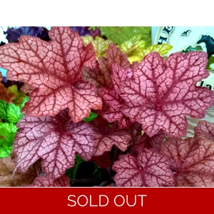 Heuchera 'Encore'