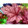 Heuchera 'Encore'