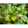 Heuchera 'Tokyo'