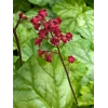 Heuchera 'Tokyo'