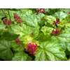 Heuchera 'Tokyo'