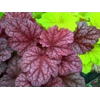 Heuchera 'Berry Smoothie'