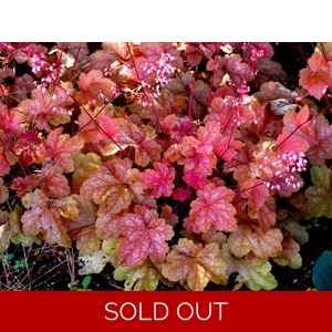 Heuchera 'Peach Melba'