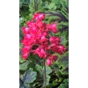Heuchera 'Coral Petite'