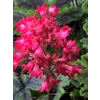 Heuchera 'Coral Petite'