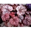 Heuchera 'Pauline'