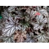 Heuchera 'Magic Flute'