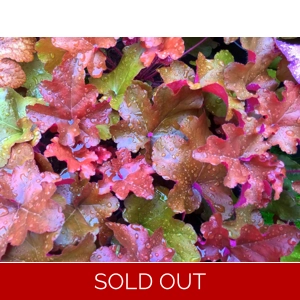 Heuchera 'Red Sea'
