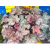 Heuchera 'Plum Power'
