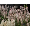 Tiarella 'Sugar and Spice'