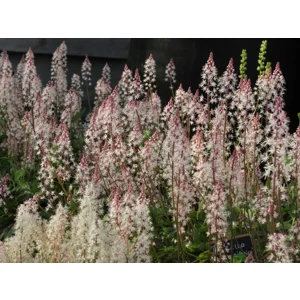 Tiarella 'Sugar and Spice'