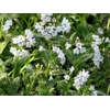 Pulmonaria 'Opal'